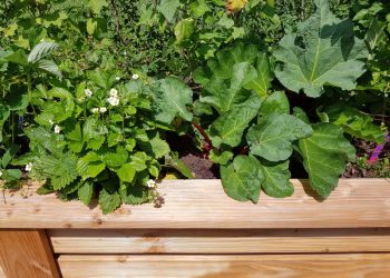 Das Hochbeet, der ideale Ort für frische Kräuter