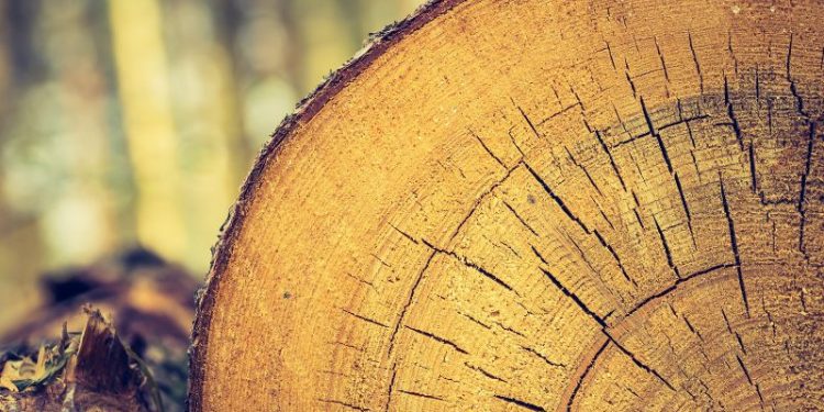 Naturnah und Chic - So bauen Sie Ihren eigenen Beistelltisch aus einer Baumscheibe