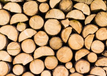 Jedes Holz hat seinen Charakter: Eine Einführung in die Eigenschaften heimischer Holzarten für kreative Projekte
