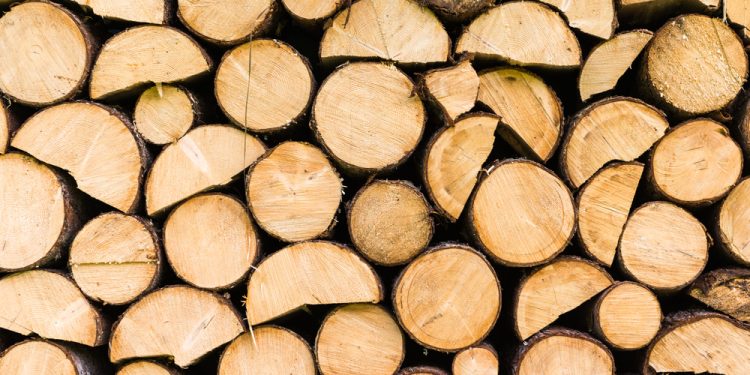 Jedes Holz hat seinen Charakter: Eine Einführung in die Eigenschaften heimischer Holzarten für kreative Projekte