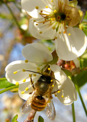Mit nachhaltigen Materialien Garten und Haus umweltfreundlich gestalten