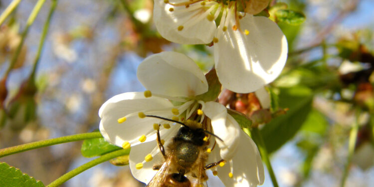 Mit nachhaltigen Materialien Garten und Haus umweltfreundlich gestalten