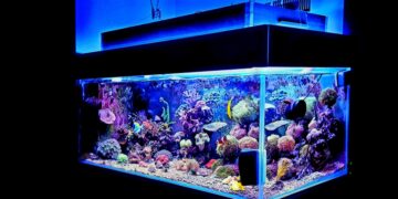 Warum Aquarien zu den beliebtesten Indoor-Hobbys gehören