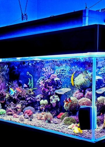 Warum Aquarien zu den beliebtesten Indoor-Hobbys gehören