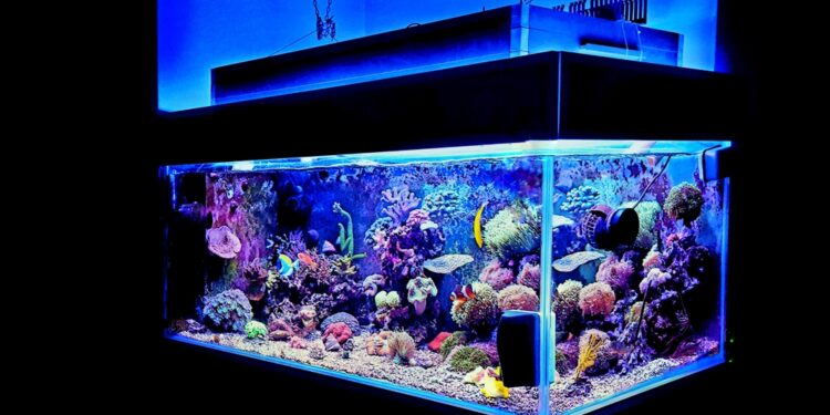 Warum Aquarien zu den beliebtesten Indoor-Hobbys gehören